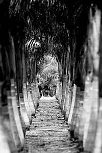 Florida_Palm-Avenue-17x