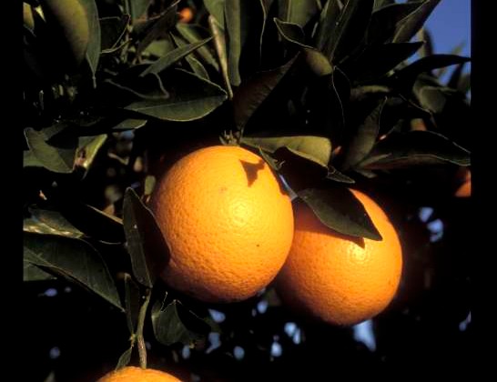 Farm_Citrus