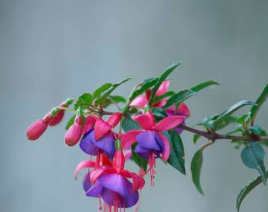 Italy Lake Como Flowers